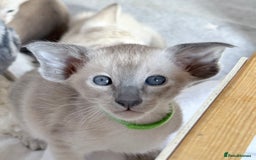 Siamese cats for sale: Cute Siamese kittens  - Image 10
