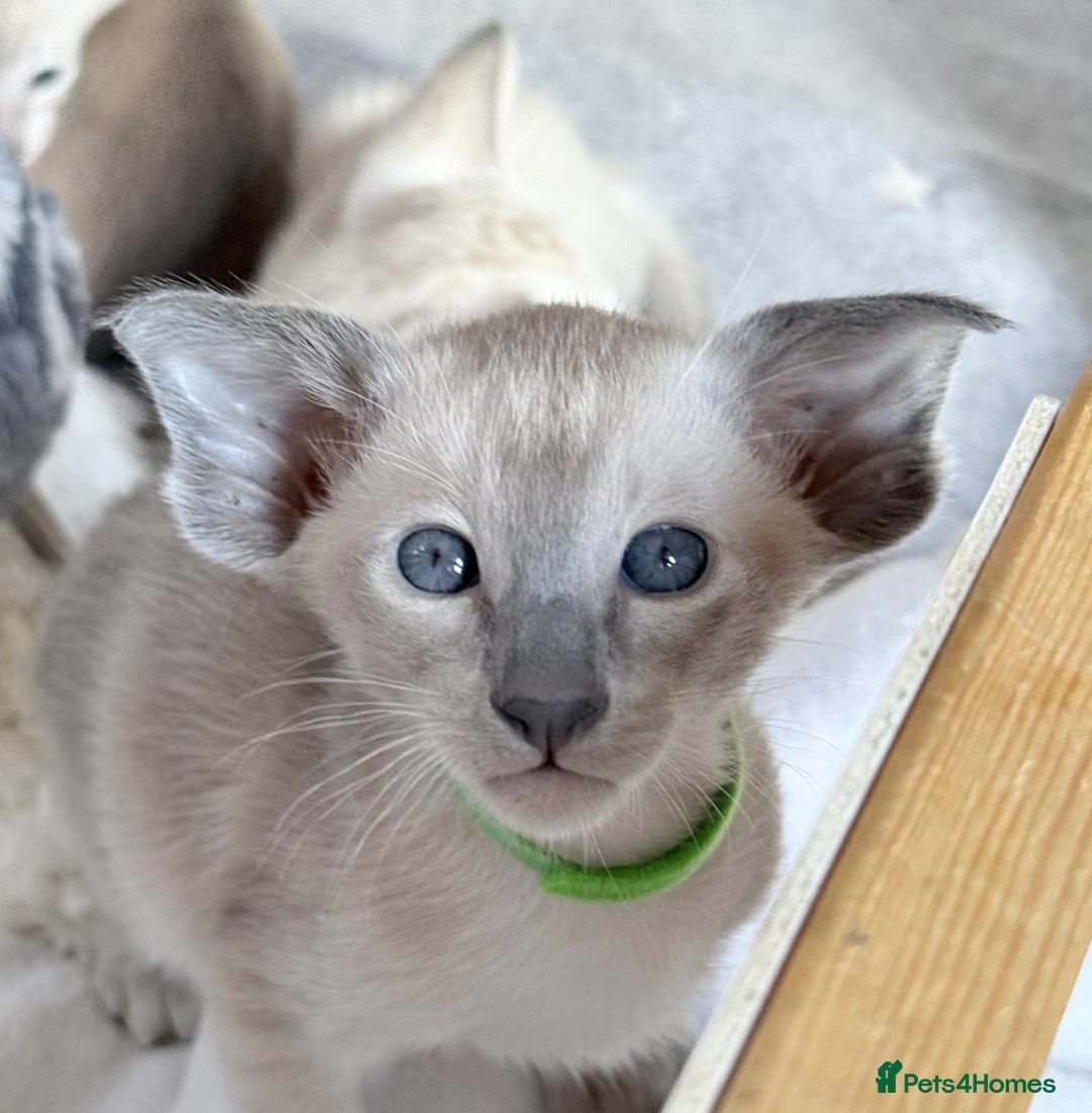 Siamese cats for sale: Cute Siamese kittens  - Image 10