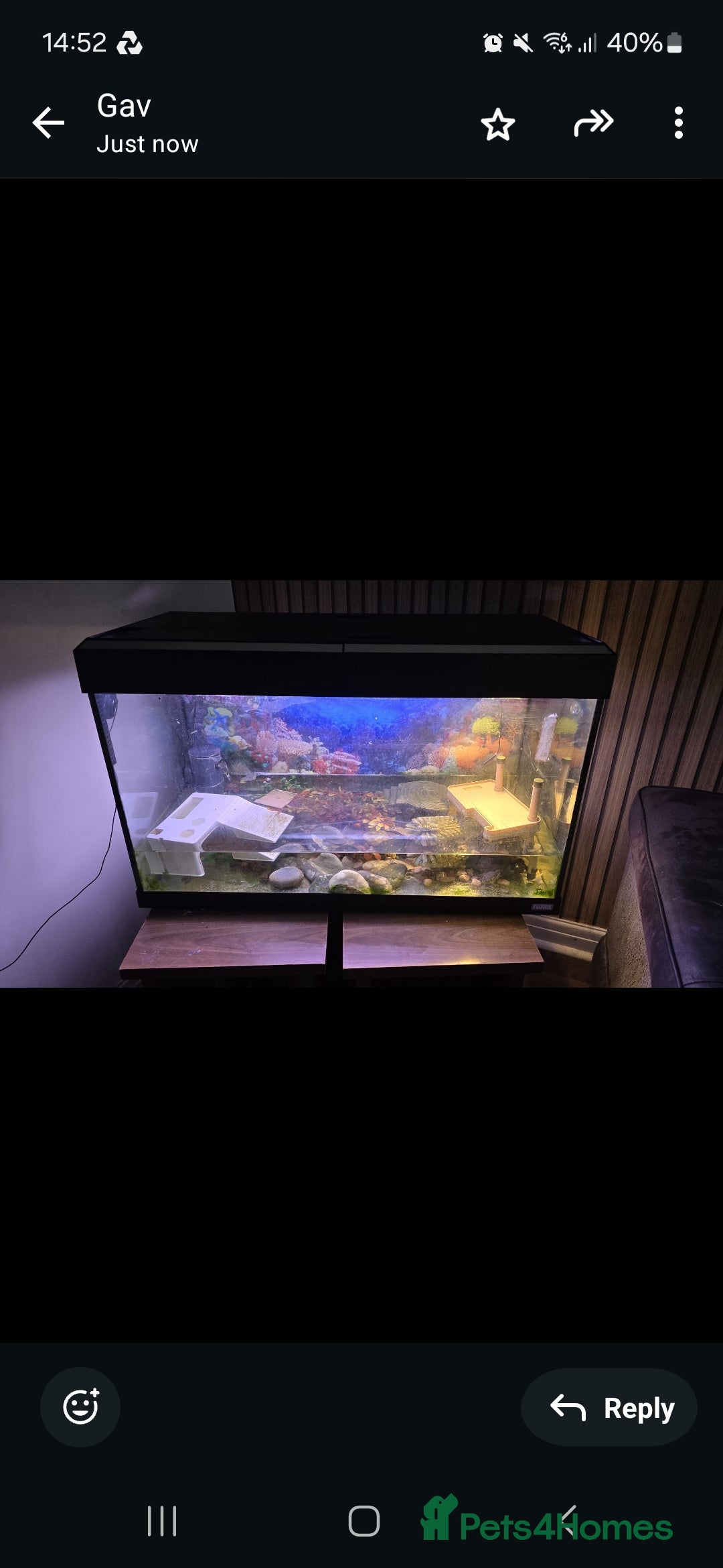 Terrapin reptiles 2 terrapins / turtles for sale  - Advert 3