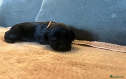 Mixed Breed dogs for sale: 3/4 lab 1/4 collie puppies  in Whitby - Image 23