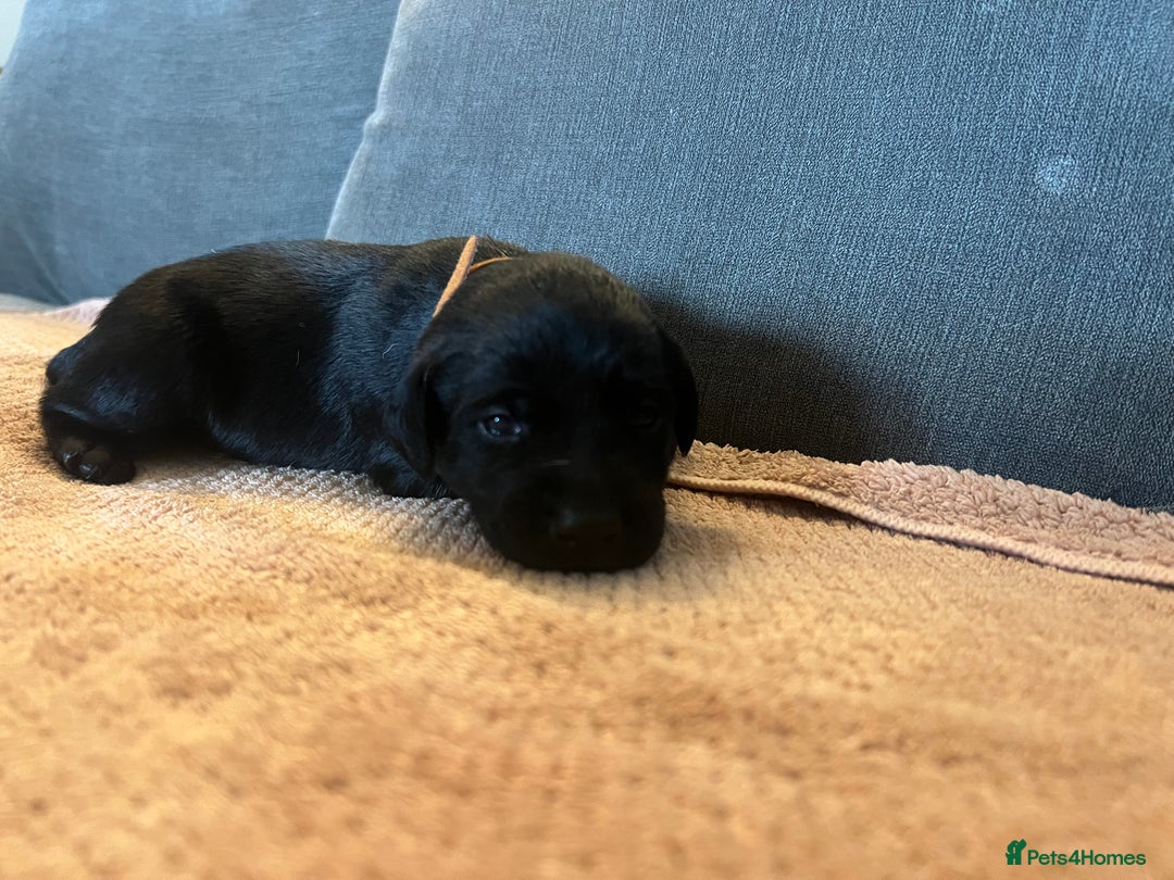 Mixed Breed dogs for sale: 3/4 lab 1/4 collie puppies  in Whitby - Image 23