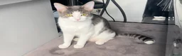 Mixed Breed cats for sale: Kittens/cats looking for their forever home in Luton - Advert 13