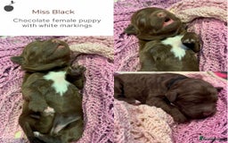 Miniature Poodle dogs for stud: MOYEN POODLE CROSS - IDEAL FOR DOODLE PUPPIES - Advert 5