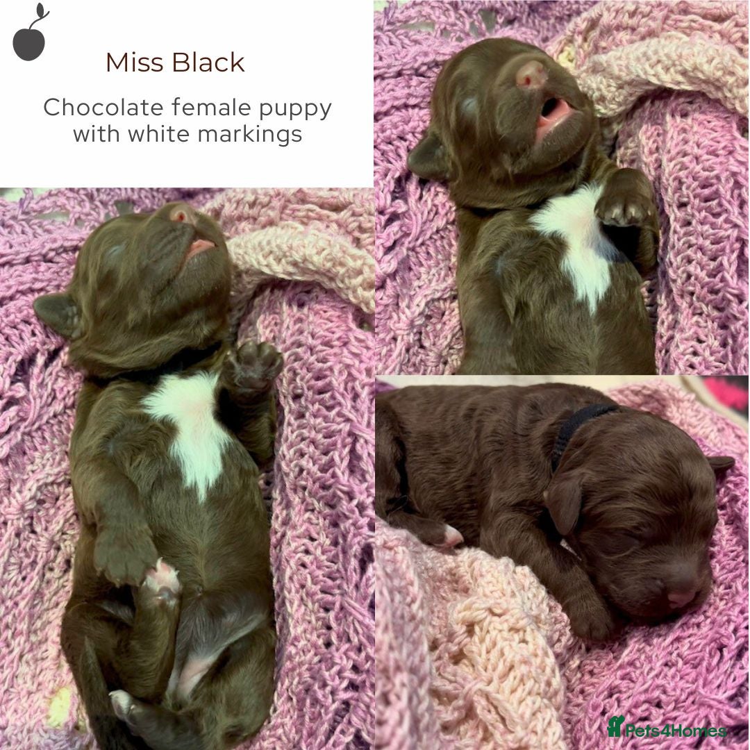 Miniature Poodle dogs for stud: MOYEN POODLE CROSS - IDEAL FOR DOODLE PUPPIES - Advert 5