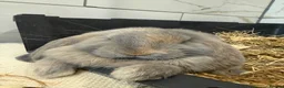 French Lop rabbits for sale: 💙cuddly pure bred French lop last Buck 💙 - Advert 4