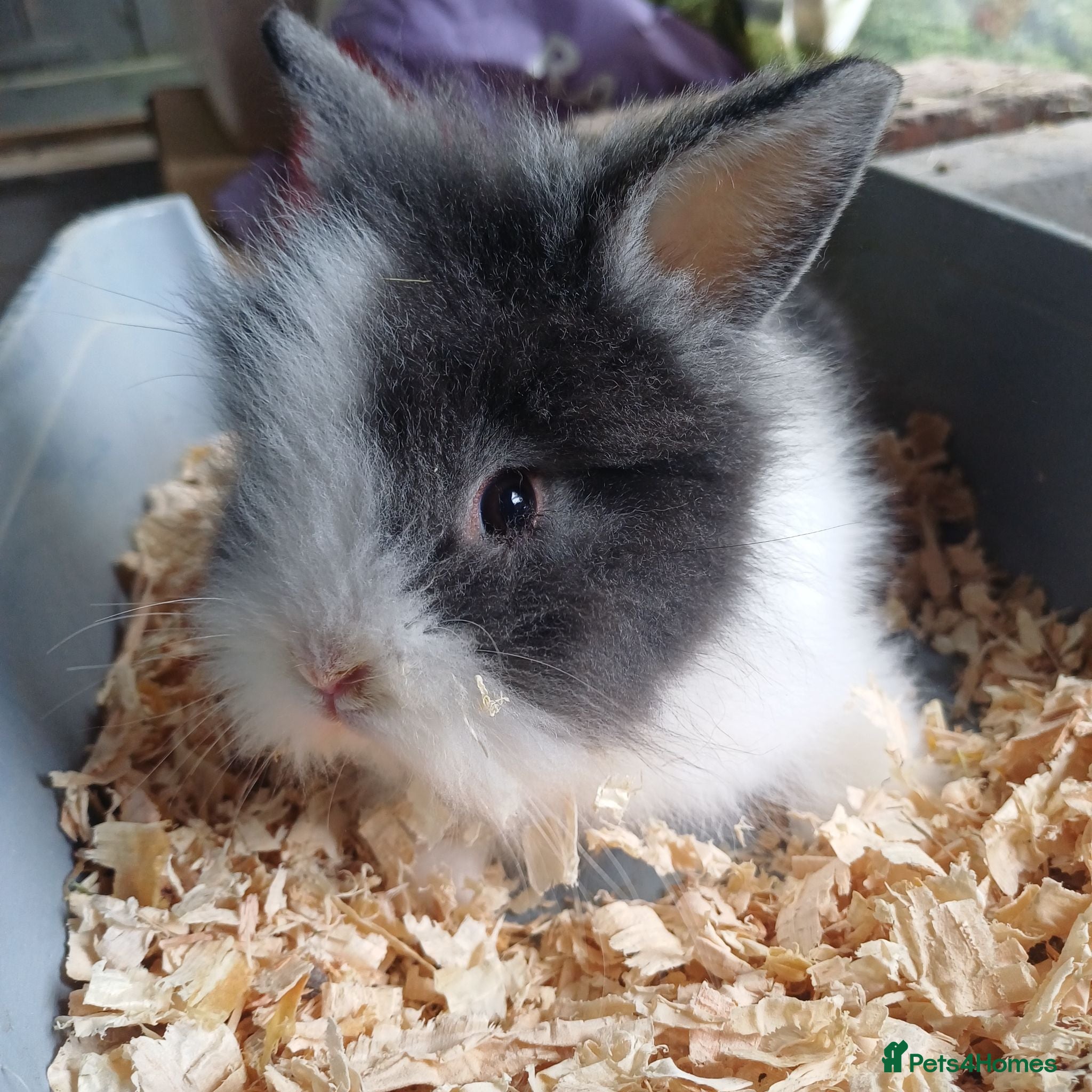 Lionhead rabbits Baby double main lionhead bunnies for sale  - Advert 16
