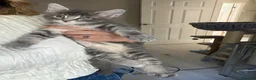 Maine Coon cats for sale: 6 beautiful blue silver mainecoons  - Advert 23