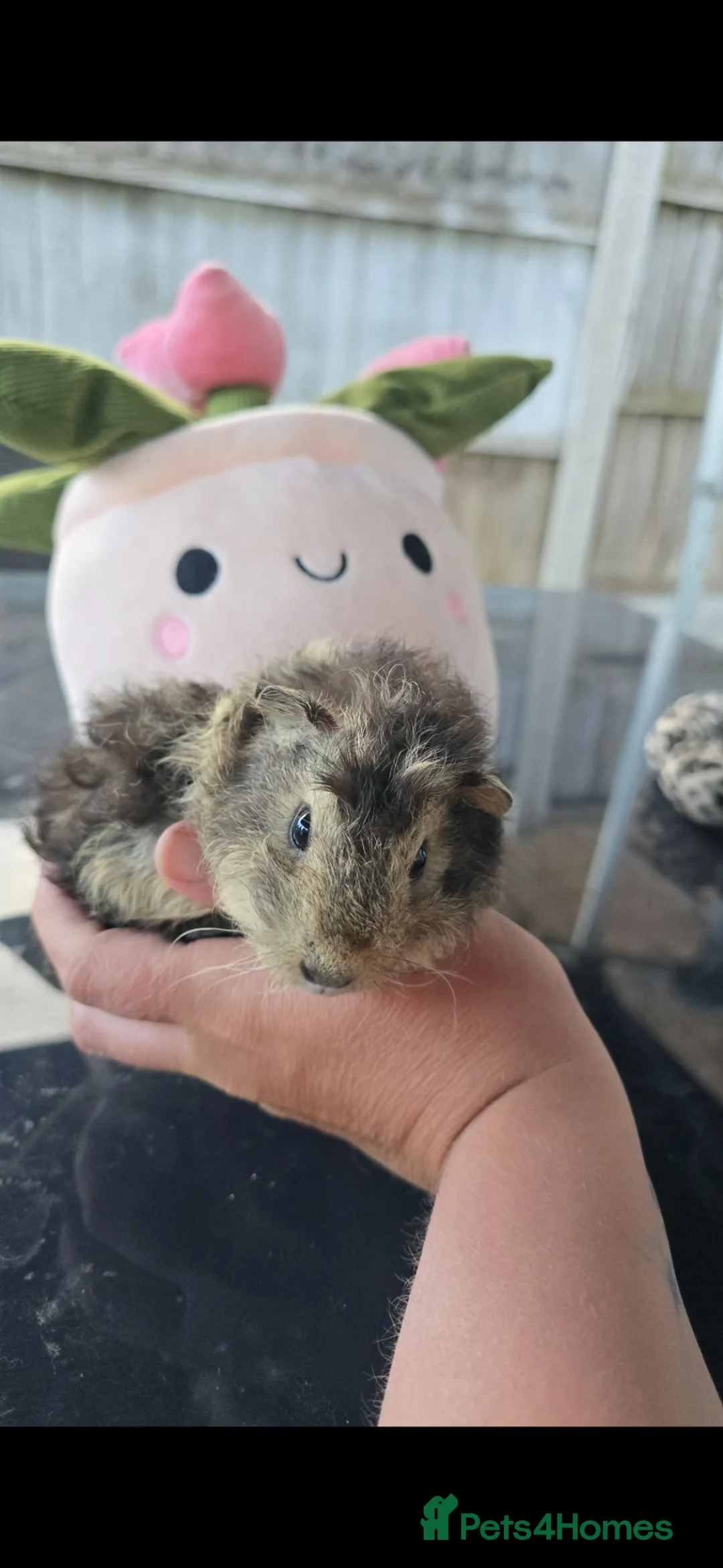 Guinea Pig rodents for sale: Lunkarya  guineapigs in Mansfield - Advert 5