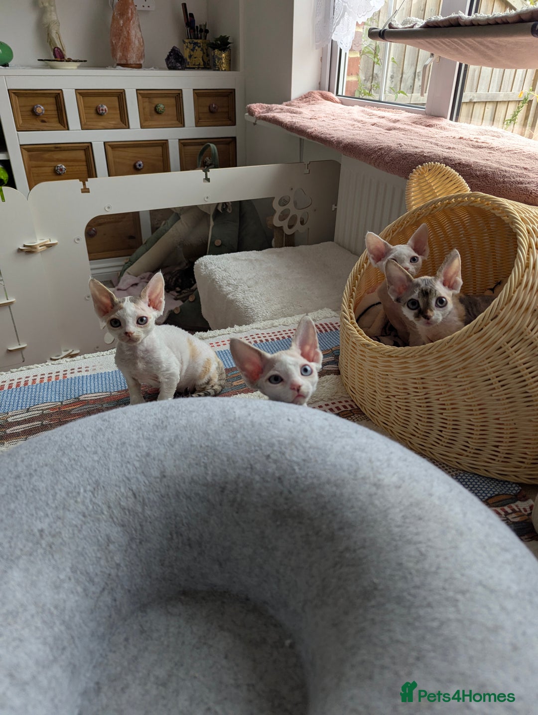 Devon Rex cats for sale: 🐾 Beautiful Devon Rex Kittens💕 - Image 14