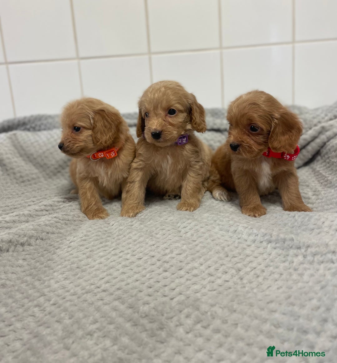 Cockapoo dogs for sale: Beautiful pra clear cockapoo puppy’s  - Image 7