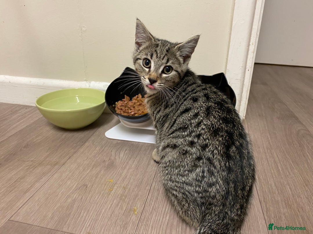 Bengal cats for sale: 🐾 BeautifulBengal Cat for Sale — Meet Cricket 🐾 - Image 10