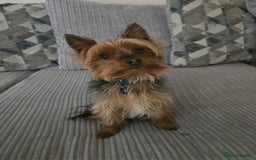 Yorkshire Terrier dogs for stud: Bentley  - Image 2