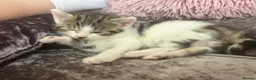 Domestic Shorthair cats for sale: Adorable domestic shorthair kittens  - Advert 10