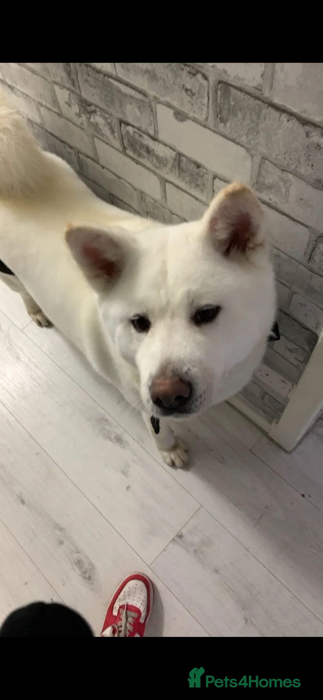 Japanese Akita Inu dogs for sale: Japanese akita in Dundee - Advert 3