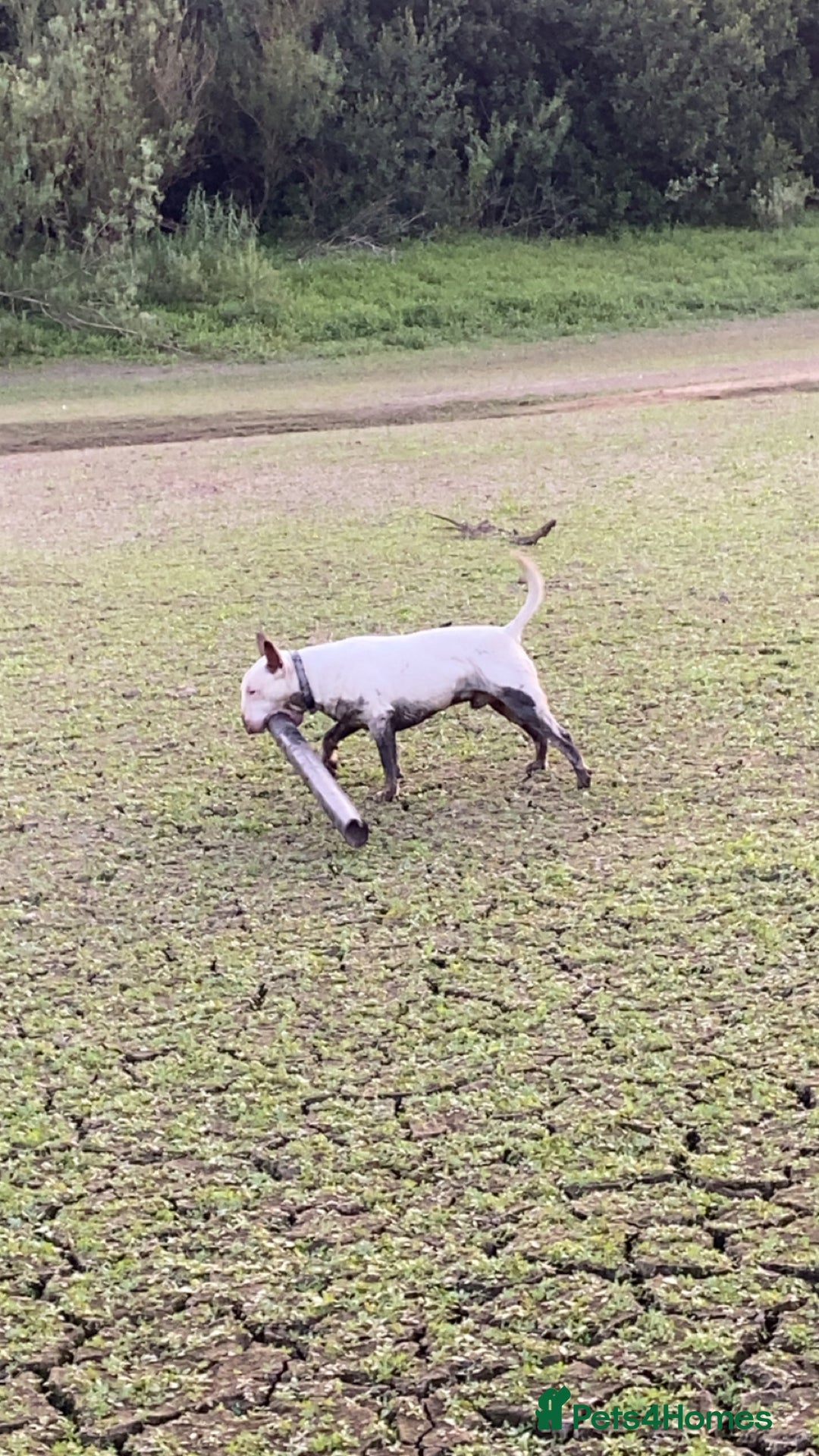 English Bull Terrier dogs for stud: English bull terrier for stud  - Advert 11