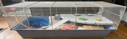 Mouse rodents for sale: Super friendly baby black male mouse with cage  - Advert 2
