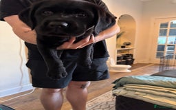 Labrador Retriever dogs for sale: Stunning KC chunky show type Labs (7 wks old) - Image 19