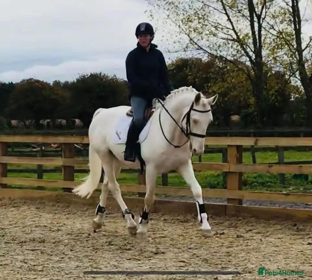 Belgian Warmblood horses for sale: SCHOOL MASTER /  LICENSED STALLION  - Image 4
