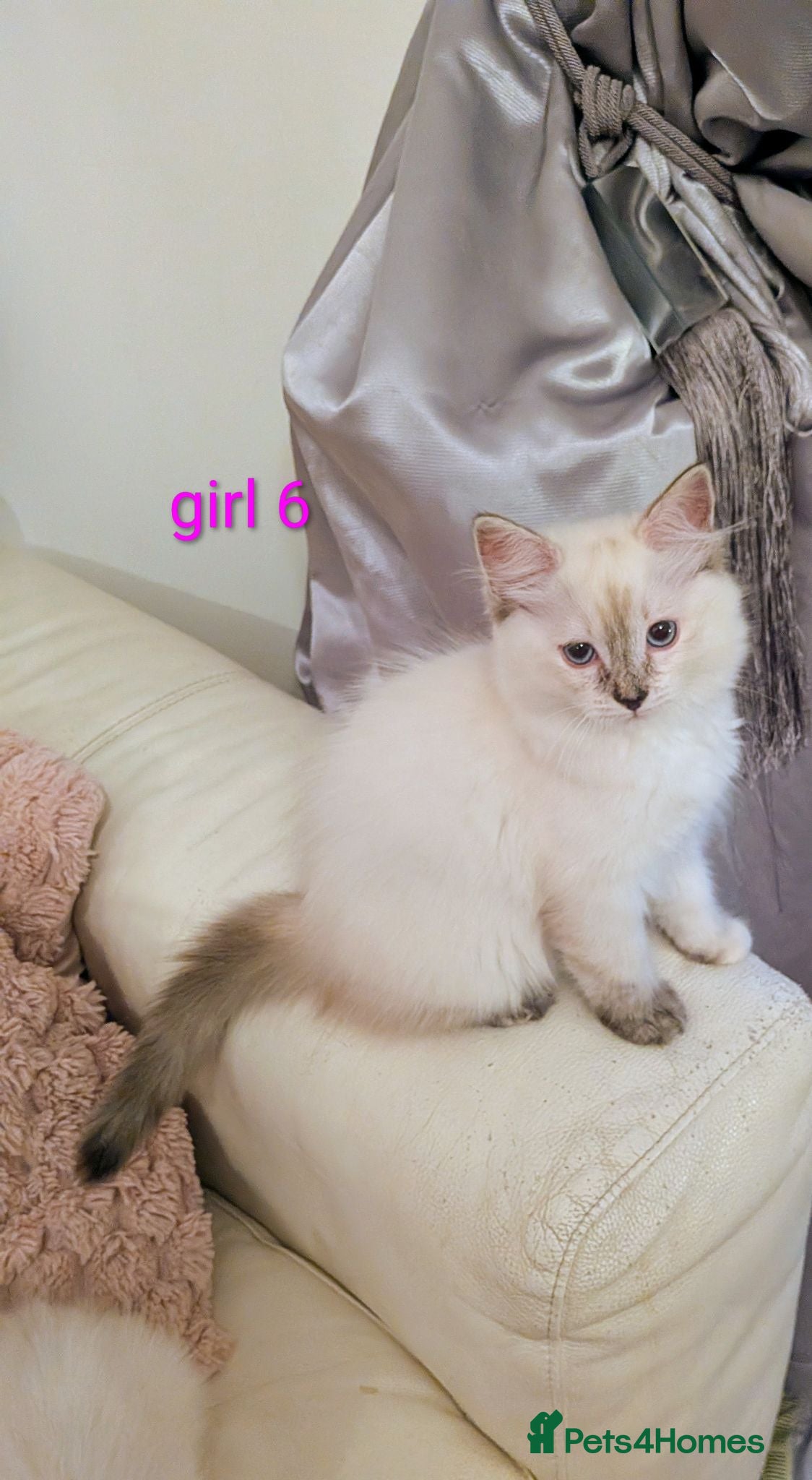 Ragdoll cats 6 beautiful pedigree kittens - Advert 1