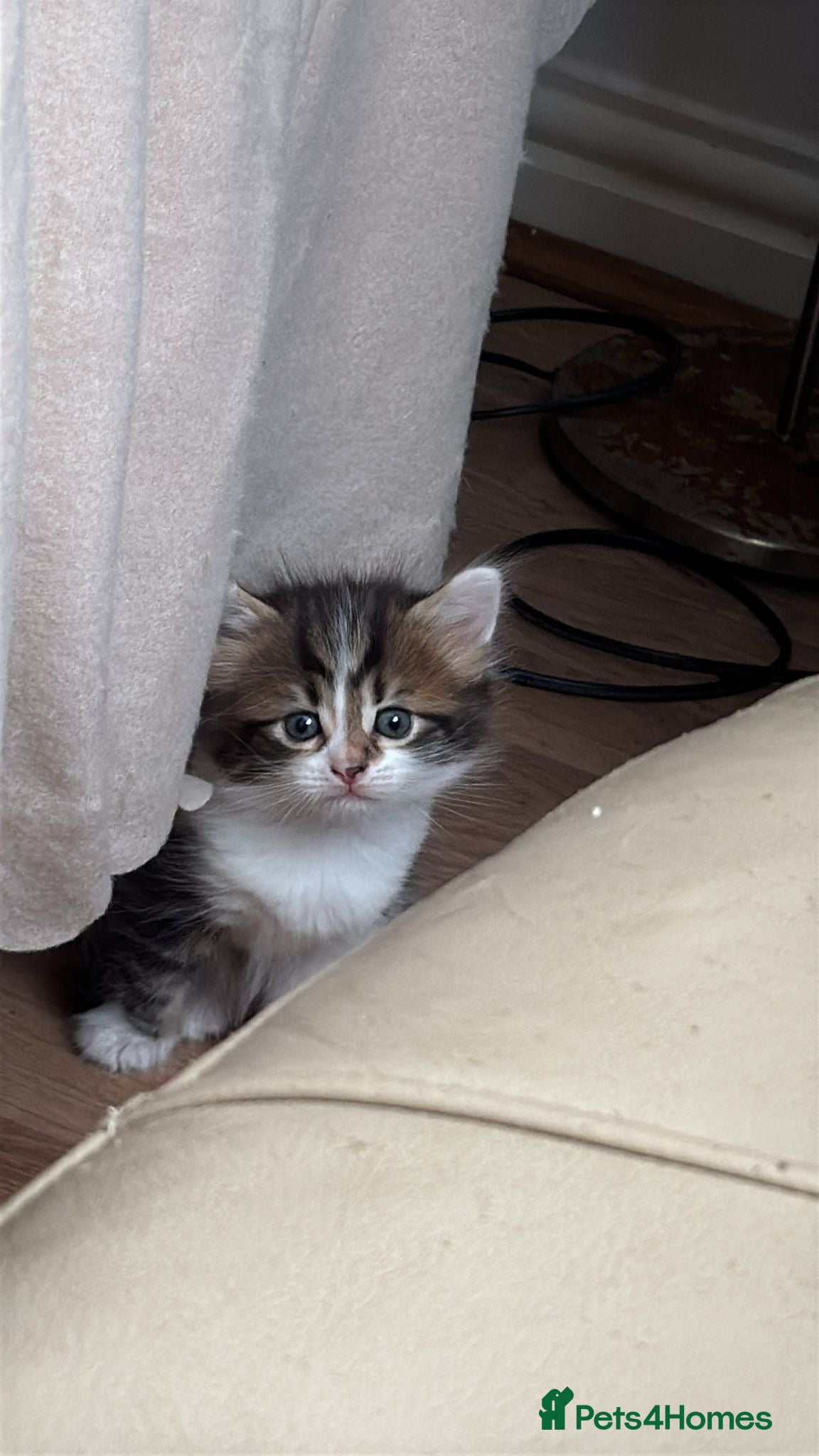 Mixed Breed cats Adorable Kittens Looking for Their Forever Homes  - Advert 2