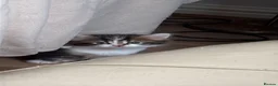 Mixed Breed cats for sale: Adorable Kittens Looking for Their Forever Homes  - Advert 2