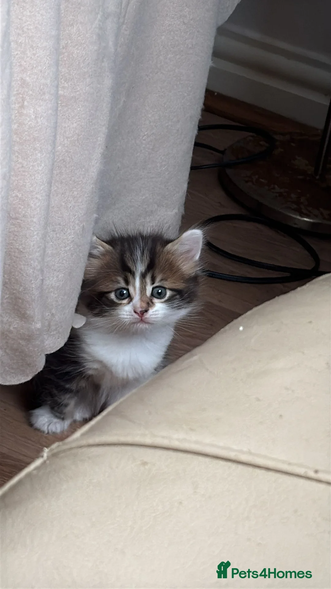 Mixed Breed cats for sale: Adorable Kittens Looking for Their Forever Homes  - Advert 2