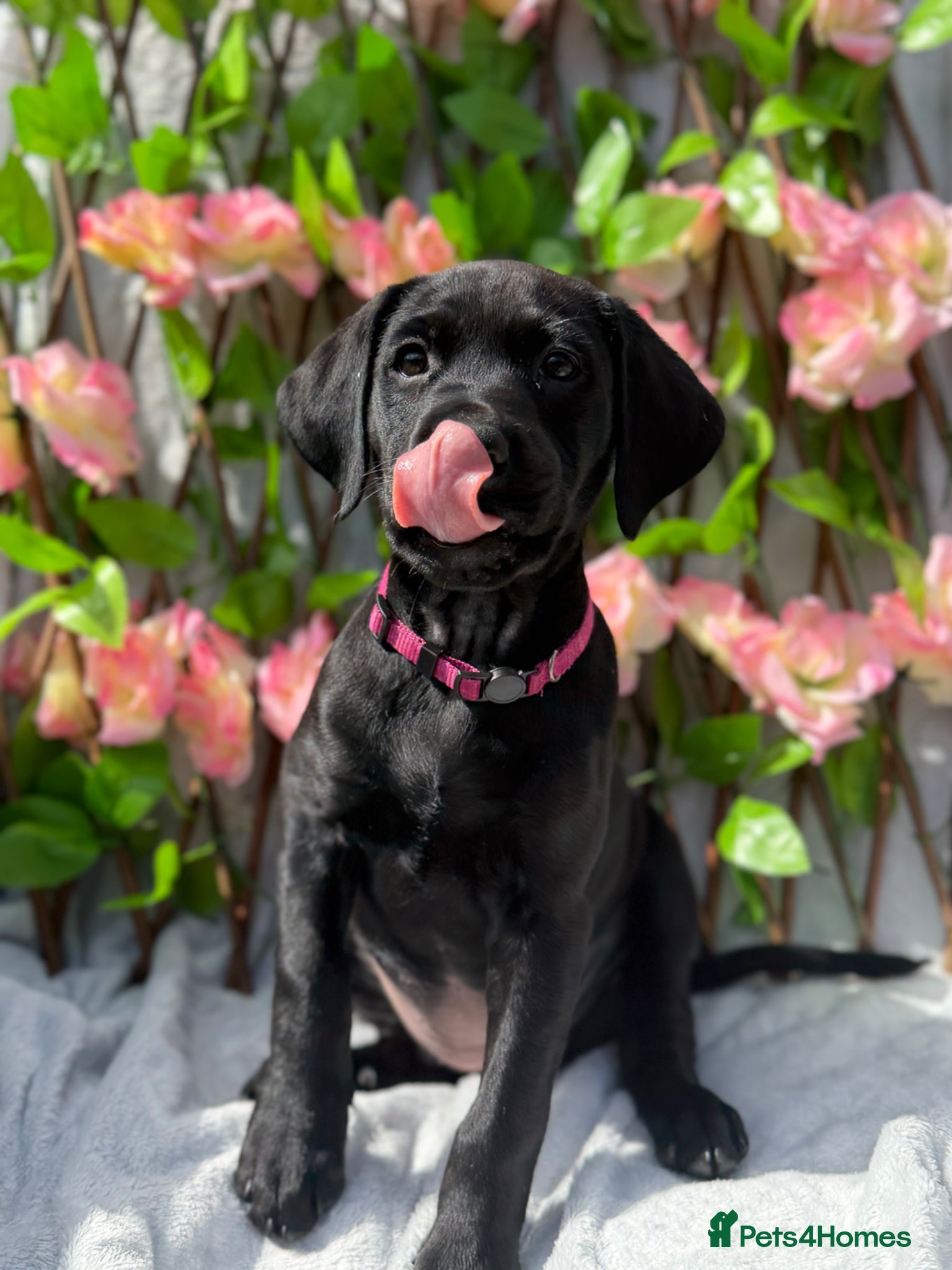 Mixed Breed dogs Puppies  - Advert 12