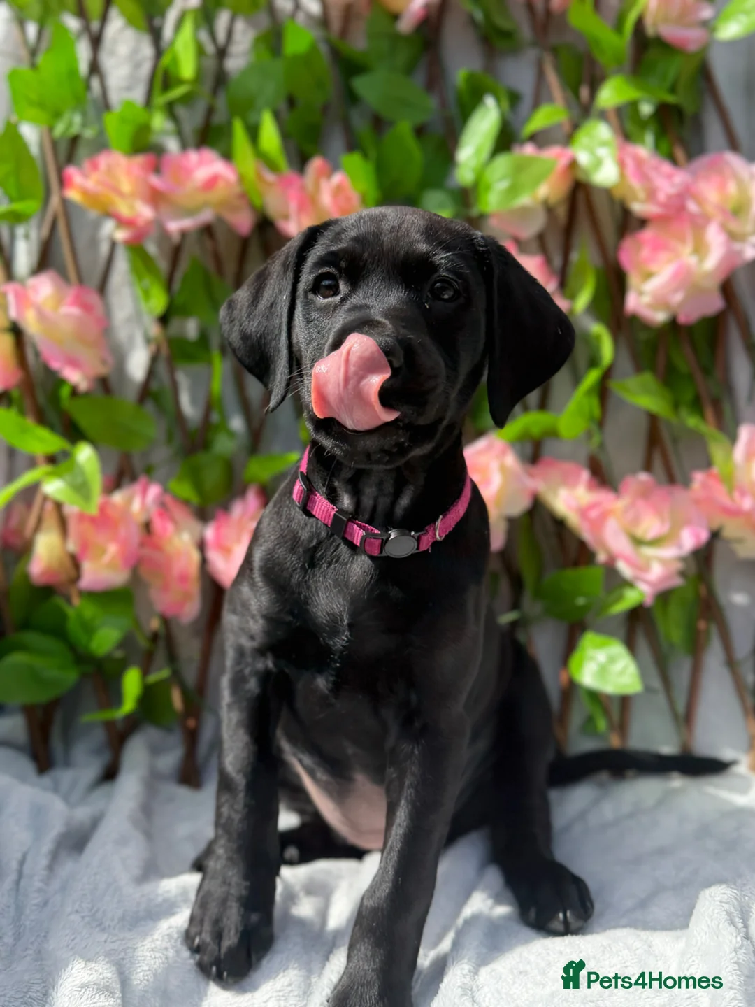 Mixed Breed dogs for sale: Puppies  - Advert 1