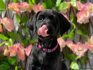 Mixed Breed dogs Puppies - Advert 12