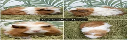 Guinea Pig rodents for sale: Long Haired Baby Guinea Pigs in Roche Cornwall - Advert 6