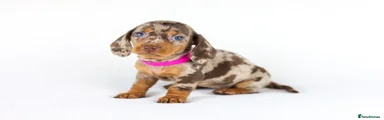 Miniature Dachshund 4
