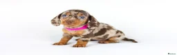 Miniature Dachshund dogs for sale: Short Haired miniature dachshund Puppy’s  - Advert 5