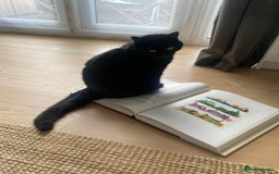 British Shorthair cats for sale: Kuro - Black British Shorthair - Advert 3