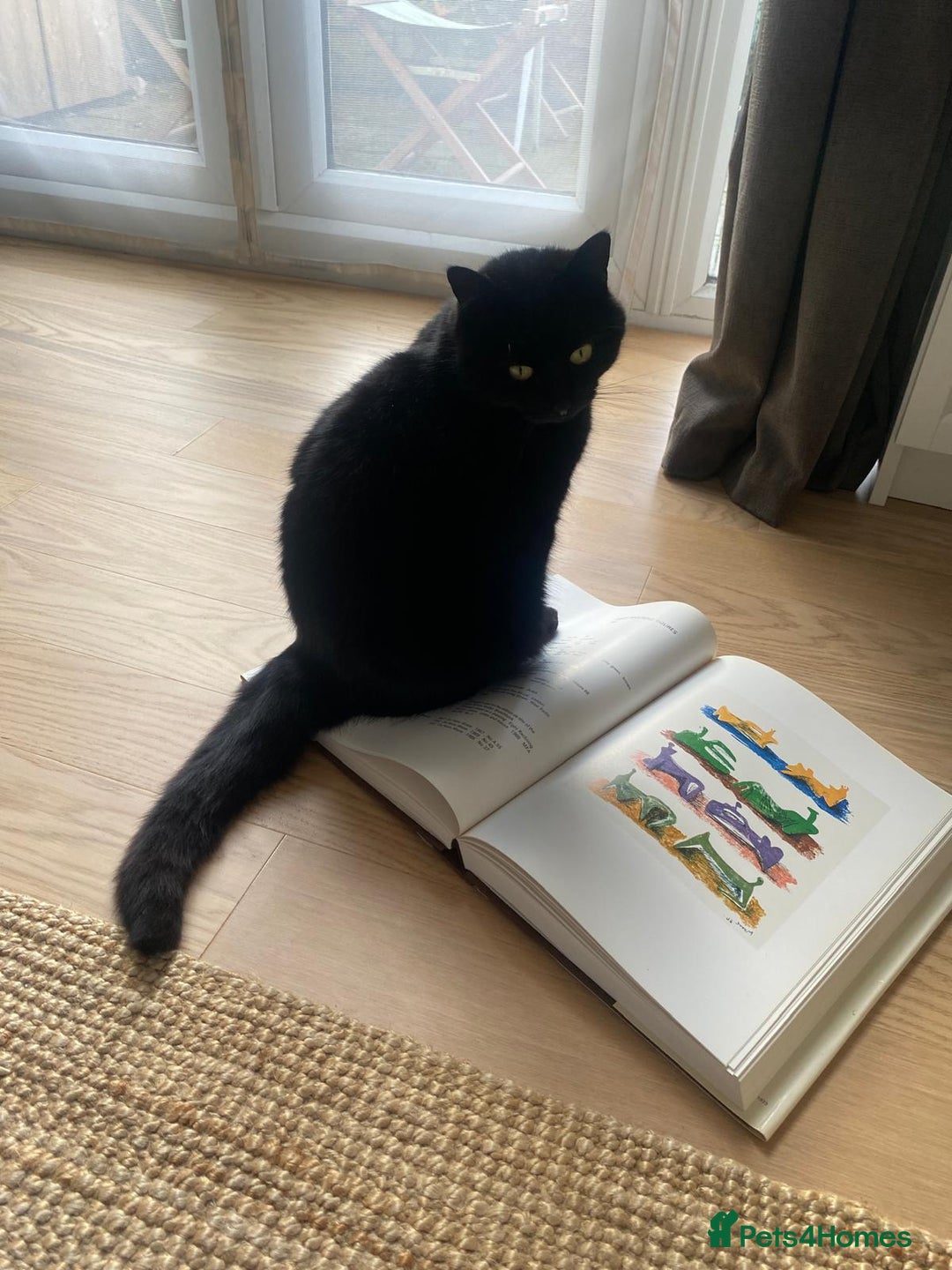 British Shorthair cats for sale: Kuro - Black British Shorthair - Advert 3