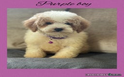 Cavachon dogs for sale: Amazing Cavapoochons  - Image 1