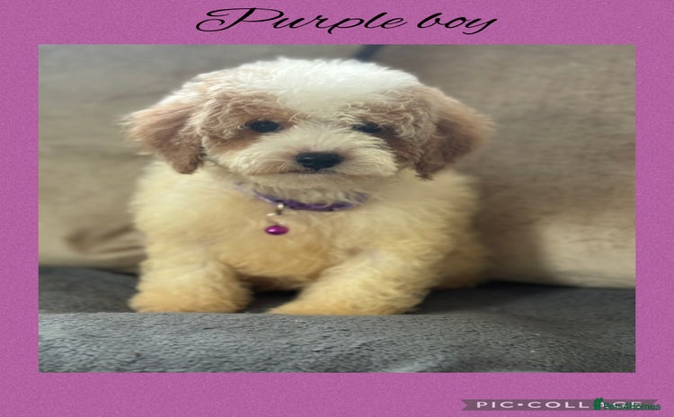 Cavachon dogs - Advert 1