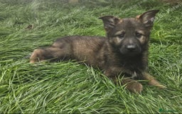German Shepherd dogs for sale: German Shepherd Puppies – Working Line - Image 9