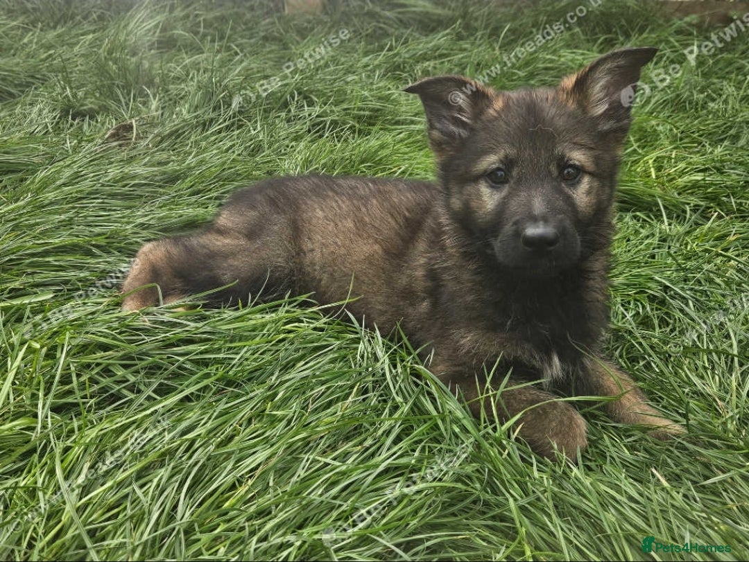 German Shepherd dogs for sale: German Shepherd Puppies – Working Line - Image 9