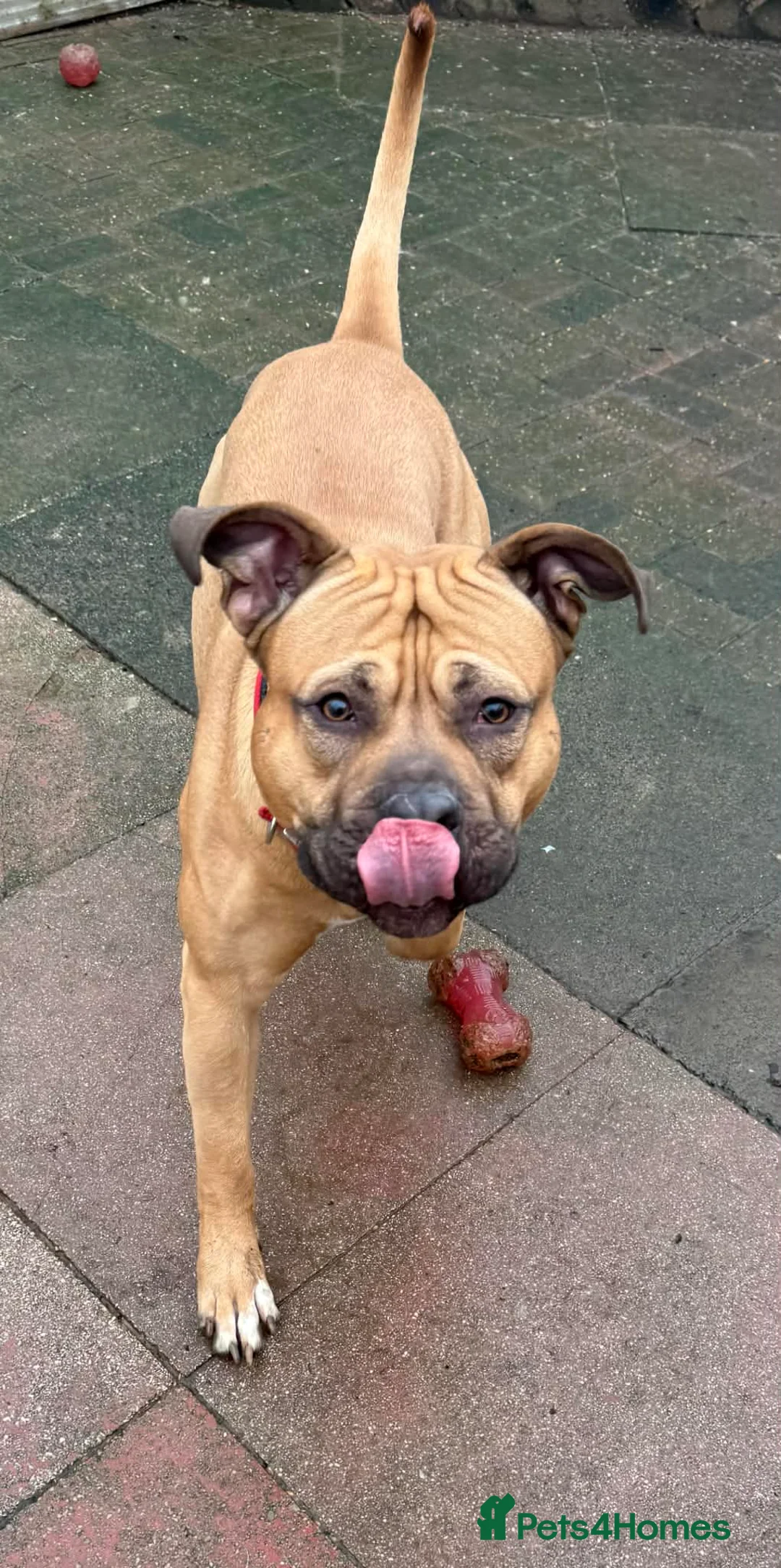 Cane Corso dogs for sale: Cane Corsa - Advert 1