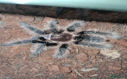 Tarantulas invertebrates for sale: Tarantulas - Image 1
