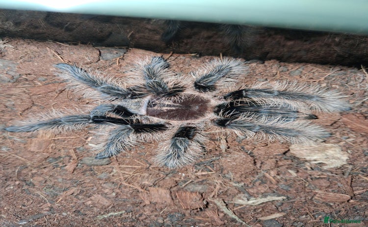 Tarantulas invertebrates - Advert 13