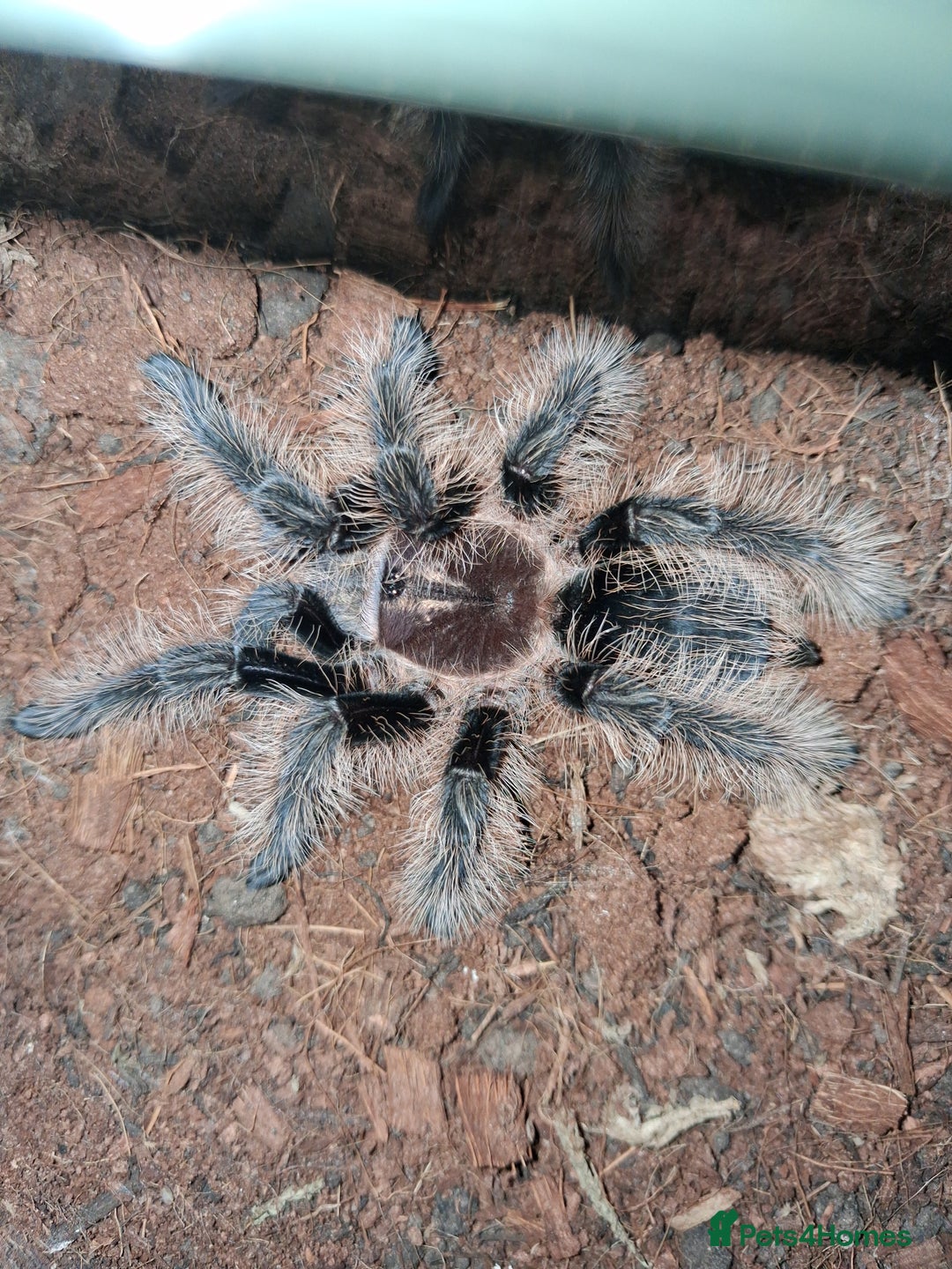 Tarantulas invertebrates for sale: Tarantulas - Image 1