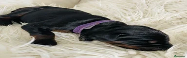 Dobermann Puppy 13