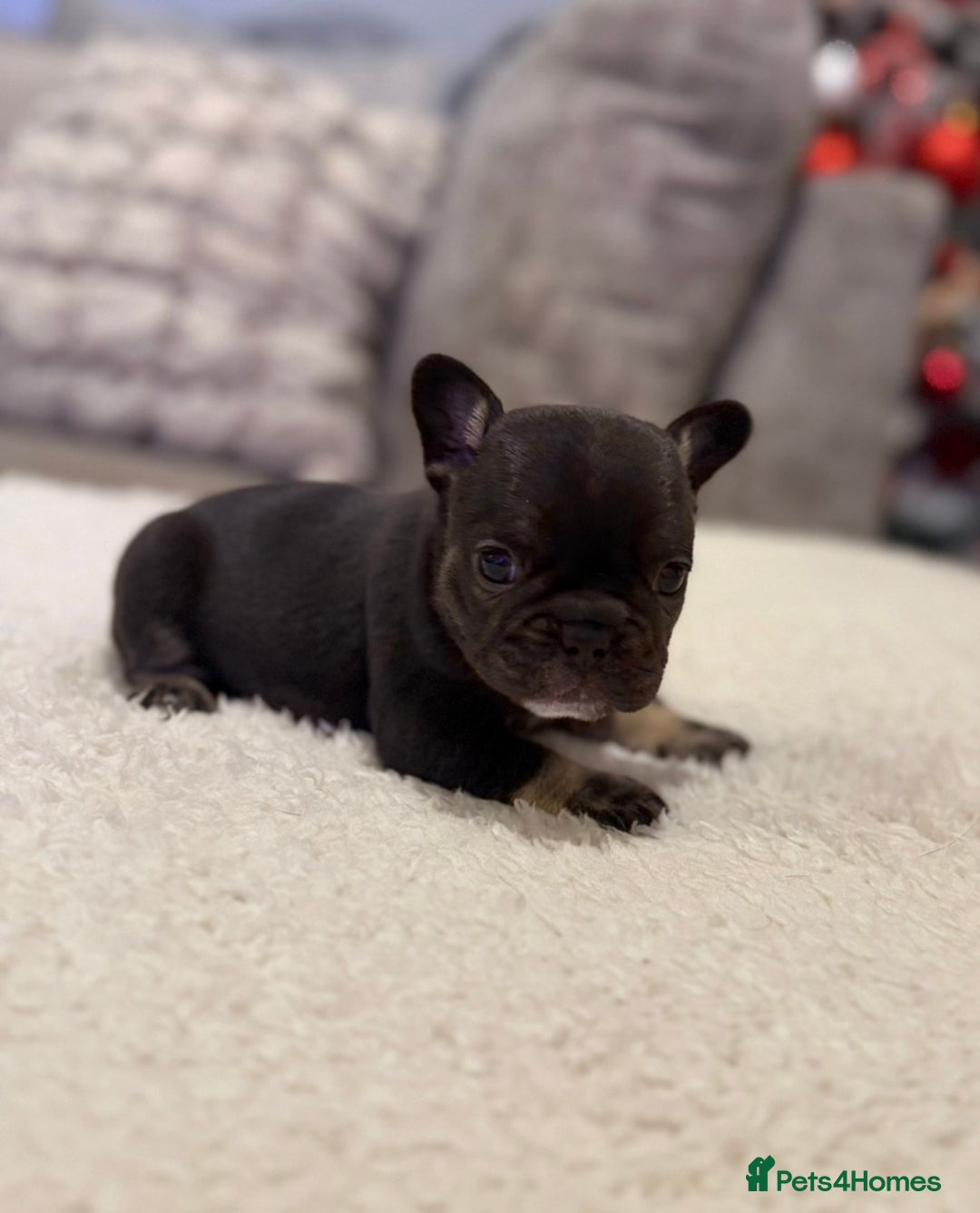 French Bulldog dogs for sale: Beautiful French bull dog puppies  - Advert 7