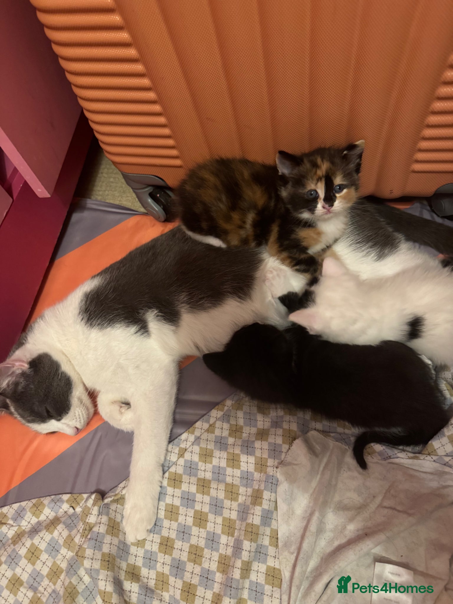 Mixed Breed cats My cat gave birth to cute 4 kittens  - Advert 11