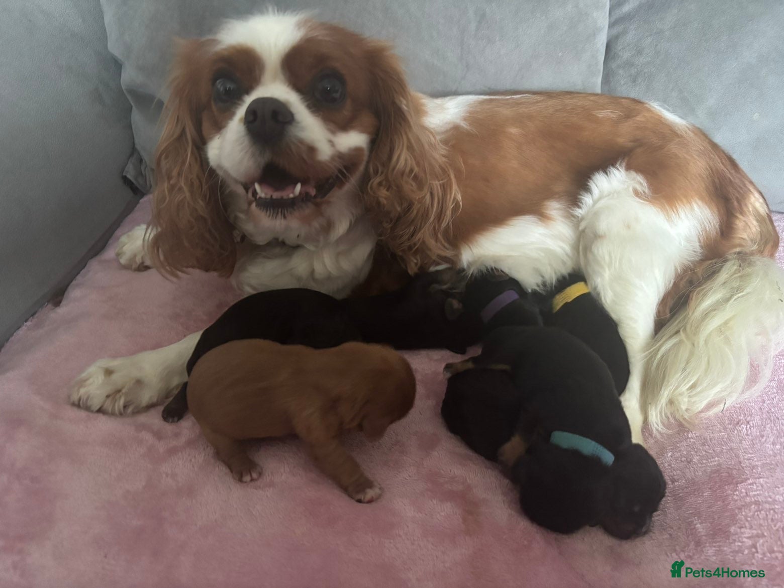 Cavalier King Charles Spaniel dogs Beautiful litter of KC reg King Charles spaniels - Advert 1