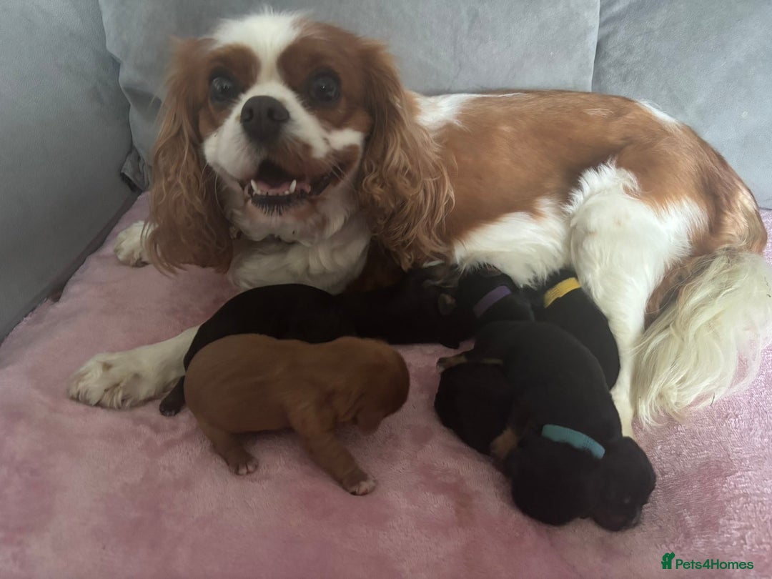 Cavalier King Charles Spaniel dogs for sale: Beautiful litter of KC reg King Charles spaniels - Advert 1