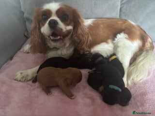 Cavalier King Charles Spaniel dogs Beautiful litter of KC reg King Charles spaniels - Advert 1