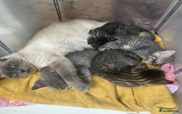 Ragdoll cats for sale: Half ragdoll kittens  - Image 8