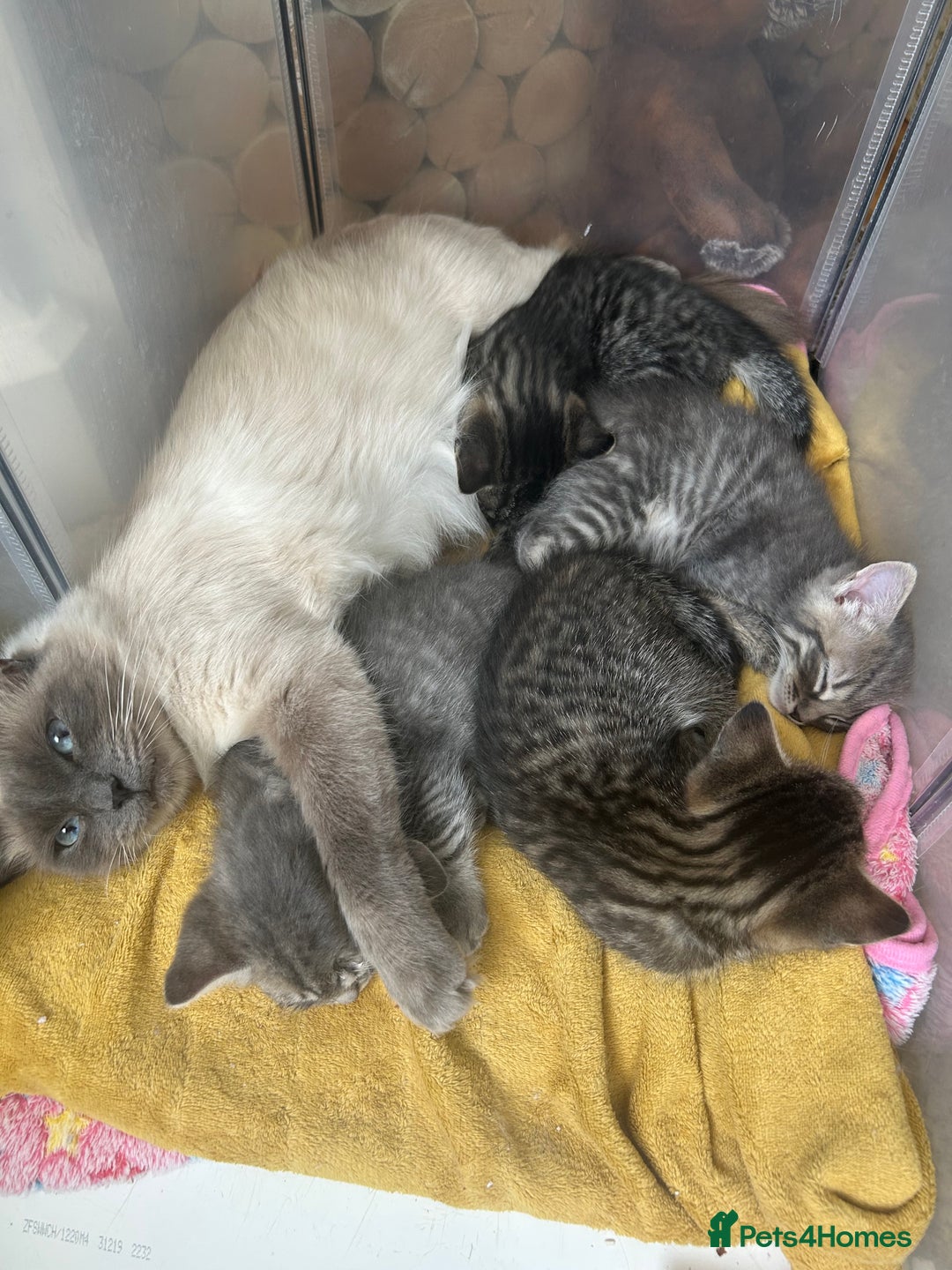 Ragdoll cats for sale: Half ragdoll kittens  - Image 8
